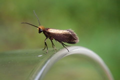 Micropterix aruncella