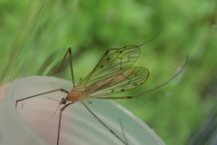 Limonia nigropunctata