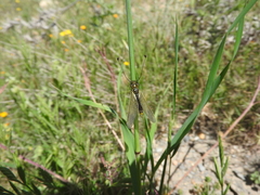 Libelloides ictericus