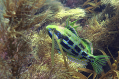 Heteroscarus acroptilus