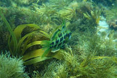 Heteroscarus acroptilus