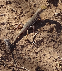 Trachylepis acutilabris