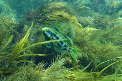 Heteroscarus acroptilus