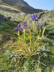 Iris latifolia