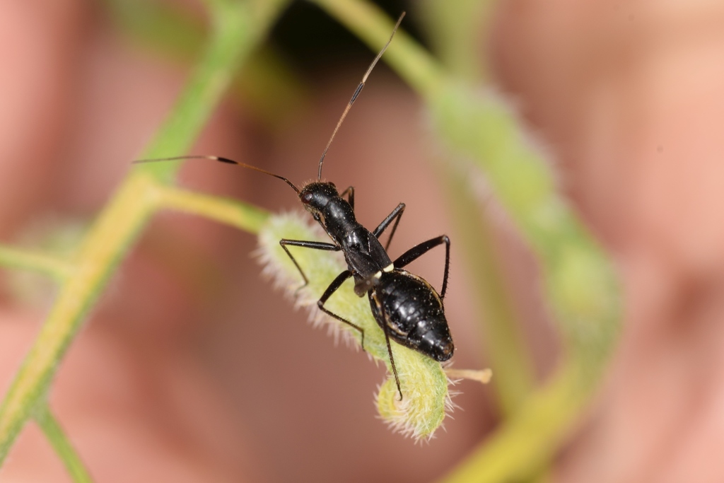 Camponotidea fieberi