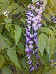 Wisteria sinensis