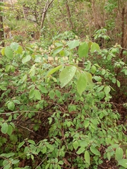 Lonicera