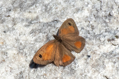 Cassionympha detecta