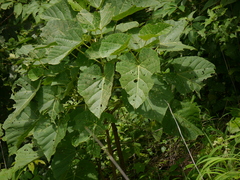 Cissus woodrowii