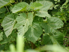 Cissus woodrowii