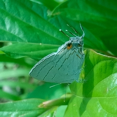 Hypolycaena philippus philippus