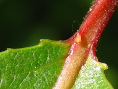 Salix chaenomeloides