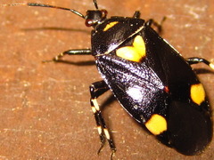Deraeocoris sanghonami