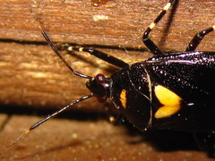 Deraeocoris sanghonami