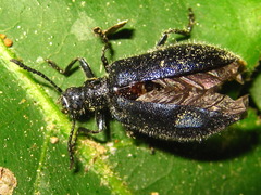 Cerogria janthinipennis