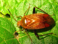 Castanopsides kerzhneri