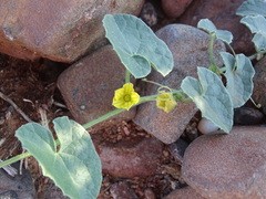 Cucumis sagittatus image