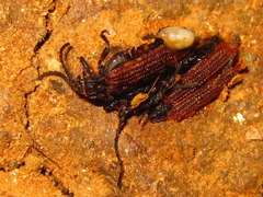 Benibotarus