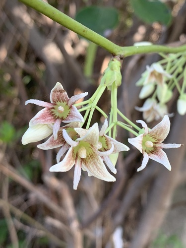 Stauntonia hexaphylla (Stauntonia hexaphylla)