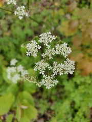 Anthriscus sylvestris