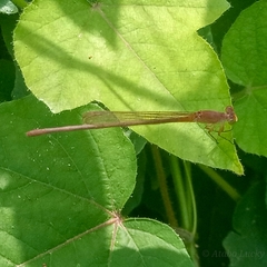 Ceriagrion glabrum