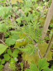 Anthriscus sylvestris