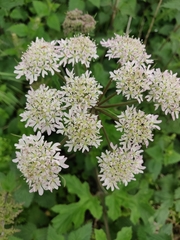 Heracleum sphondylium