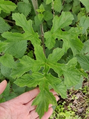 Heracleum sphondylium