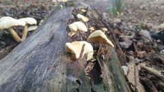 Gymnopilus