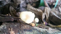 Gymnopilus