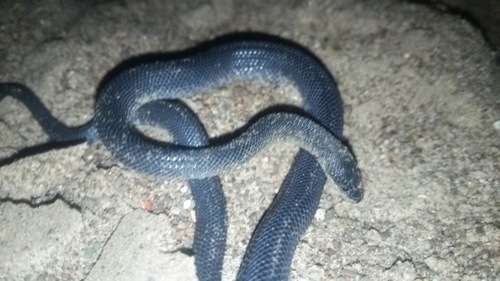 Ankarana Keeled Snake