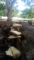 Gymnopilus