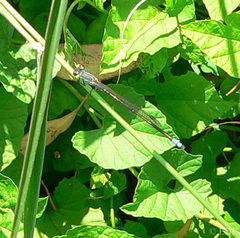 Pseudagrion salisburyense