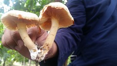Gymnopilus