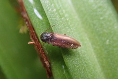 Agriotes acuminatus