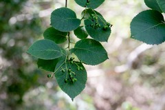 Ehretia dicksonii