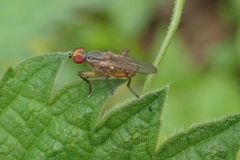 Pherbellia dubia