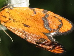 Ptycholoma lecheana