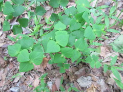 Euphorbia sieboldiana