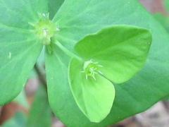 Euphorbia sieboldiana