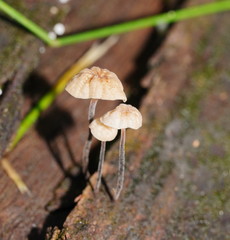 Marasmius alveolaris