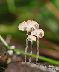 Marasmius alveolaris