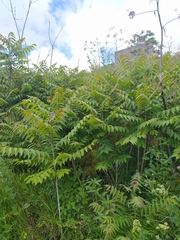 Ailanthus altissima