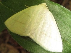 Parabapta clarissa