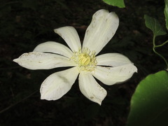 Clematis patens