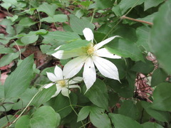 Clematis patens