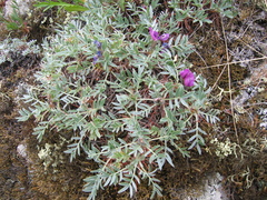 Oxytropis tragacanthoides