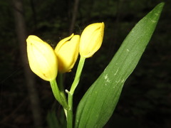 Cephalanthera falcata
