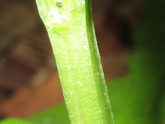 Cephalanthera falcata