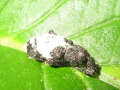 Pimelocerus elongatus